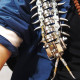 movable centipede 3d diy metal assembly model building kits movable centipede 3d diy metal assembly model building kits