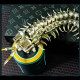 movable centipede 3d diy metal assembly model building kits movable centipede 3d diy metal assembly model building kits