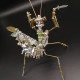 steampunk brass metal mantis model building kits 350+pcs steampunk brass metal mantis model building kits 350+pcs
